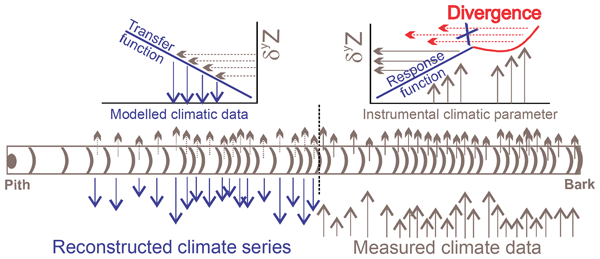 Tree rings reflect growth adjustments and enhanced synchrony among sites in  Iberian stone pine (Pinus pinea L.) under climate ch